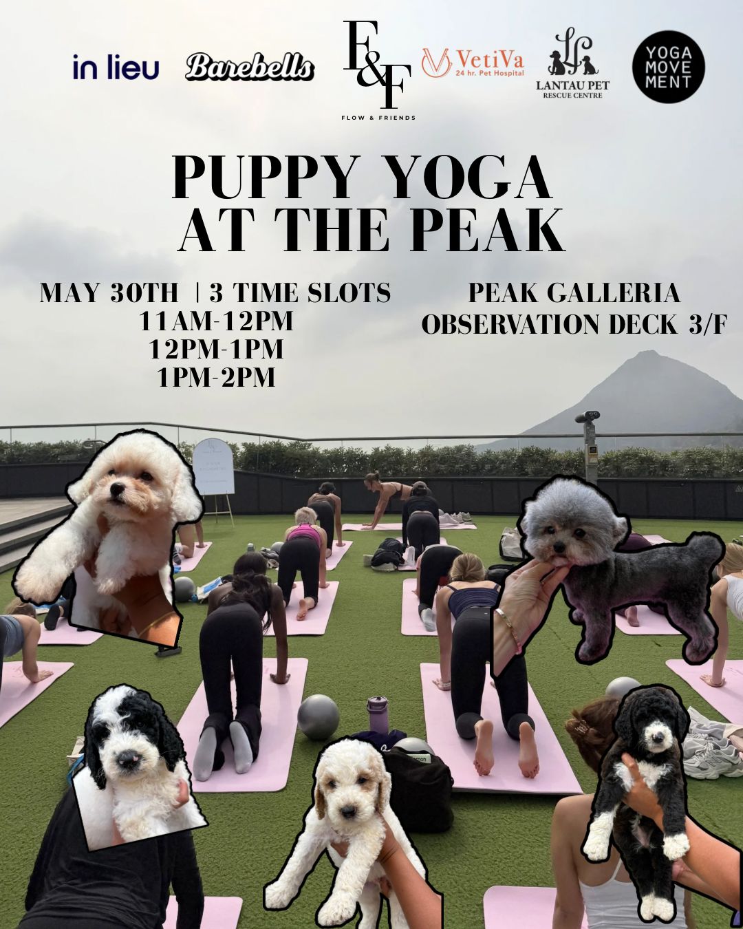 Flow & Friends Puppy Yoga workshop @ Peak Galleria (May 30, 2026 1pm-2pm) (Valued at HK$375)