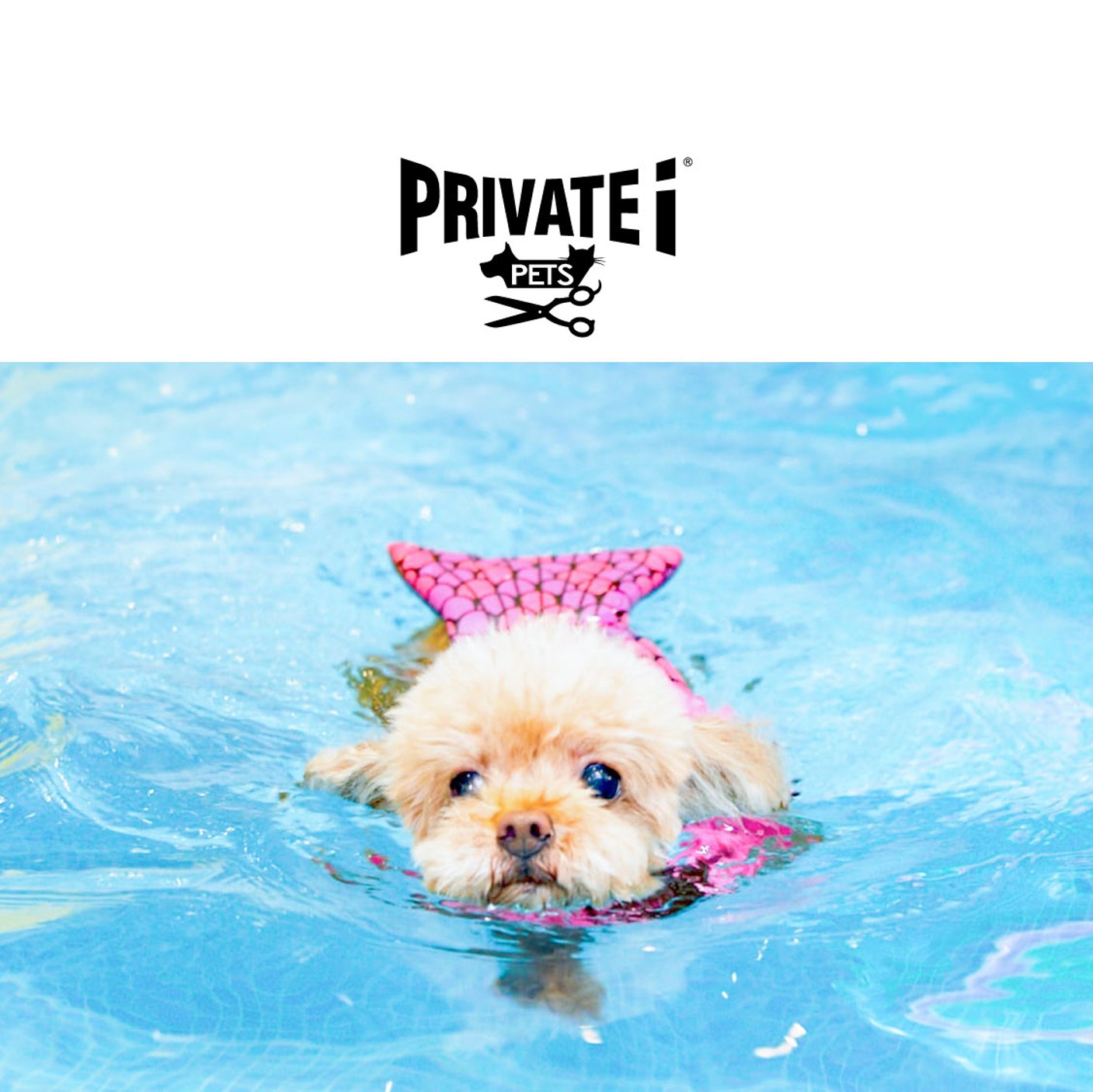 50% off on pet swimming for 1 session (30mins) for pets under 25KG