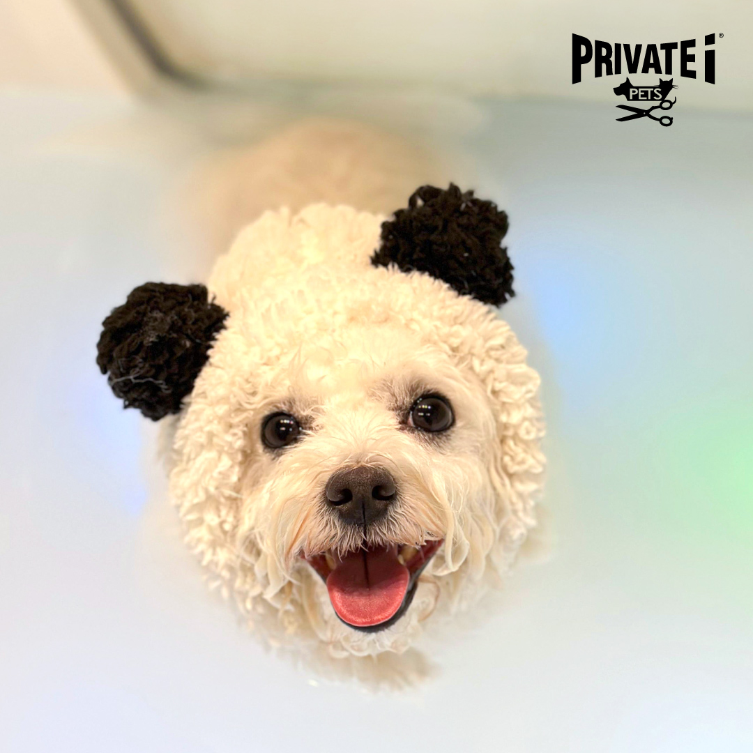 Owner's Birthday Offer - purchase any professional pet grooming service to receive complimentary HAZEL MILK SPA service 1 time for Pet @ PRIVATE i Concept Store – PRIVATE i PETS
