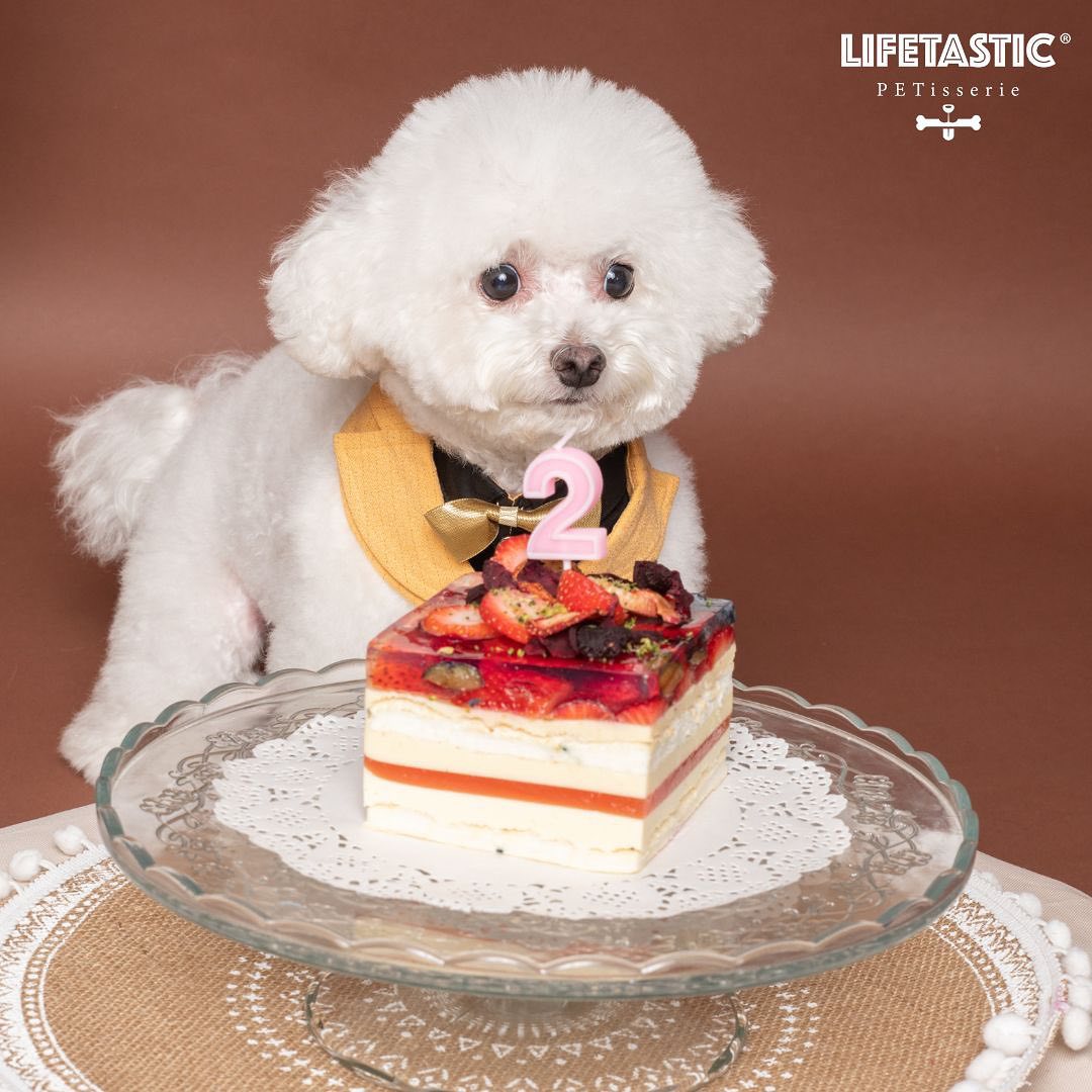 凡购买一个LIFETASTIC蛋糕,即可享有宠物蛋糕半价优惠 @ LIFETASTIC PETisserie