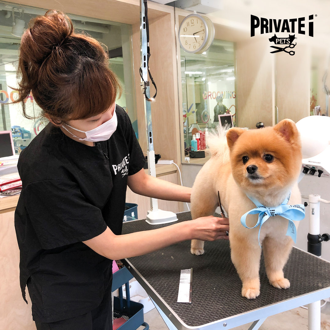 30% off on any professional pet grooming service and extra free teeth brushing service @ PRIVATE i Concept Store – PRIVATE i PETS